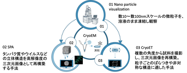 クライオ透過電子顕微鏡による受託解析サービスのテラベース、「単粒子解析」および「トモグラフィ解析」の提供を開始