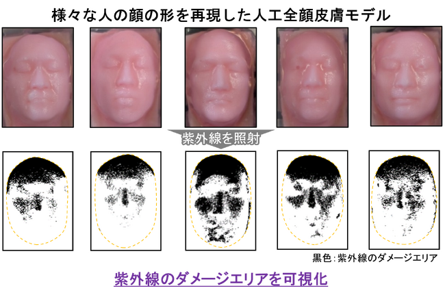 顔の形状で紫外線ダメージの受けやすさが変わる！人工全顔皮膚モデルで紫外線ダメージの個人差を可視化