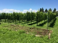 NPOの小さな挑戦！ワインになる前の、特別なひとしずく「自家畑メルロー100％ぶどうジュース」11/5試飲会開催