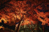 紅葉×クリスマスがコラボする唯一の場所「神戸布引ハーブ園」　今年は『布引の紅葉』のライトアップを大規模に開催！【開催期間：11月8日(土)～12月上旬】
