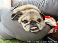 祝・10周年♪ぶひ可愛い“鼻ぺちゃ犬”が大阪に集結　「鼻ぺちゃ展」11/14～開催　限定グッズ＆新作も多数登場！