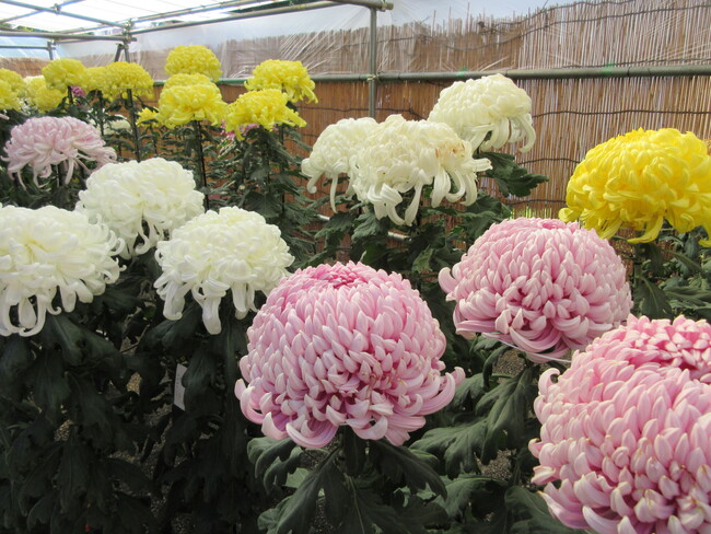 「第100回東京都観光菊花大会」開催のお知らせ