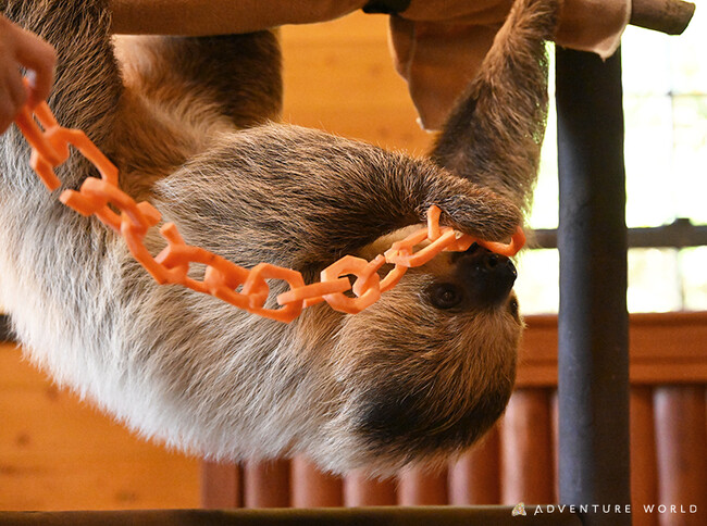 明日（１０月１８日）は国際ナマケモノデー☆本日から３日間イベントを開催中！