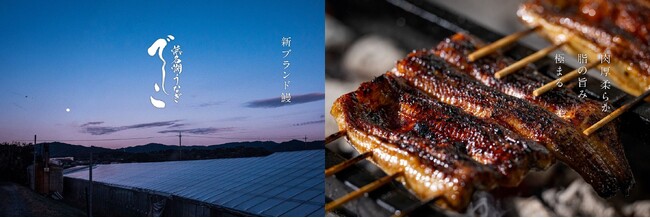 阪急うめだ本店で鰻を販売する「鰻萬」から10月22日より浜名湖の新ブランド鰻「でしこ鰻」を販売開始