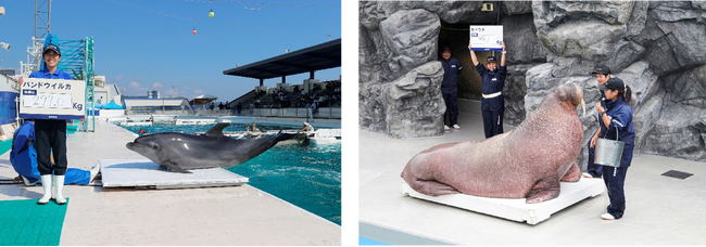【鴨川シーワールド】『海の生き物 公開体重測定』開催