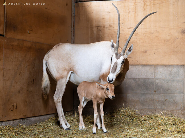 １０月２日（木）シロオリックスの赤ちゃんが１５年ぶりに誕生しました！