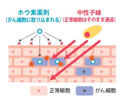 欧州臨床腫瘍学会 2025における国内第II相臨床試験結果の発表に関するお知らせ