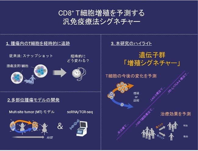 がん免疫療法の治療効果の鍵を握るT細胞増殖を予測する遺伝子群を発見 ～腫瘍内でのT細胞応答の理解と新たな治療法開発へ重要な知見～