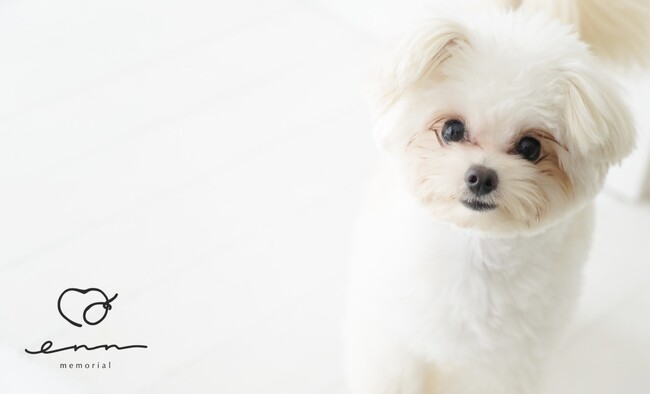 日常に溶け込む、新しい手元供養の形を。ペットメモリアルジュエリーの新ブランド「enn memorial」がデビューコレクションを発表
