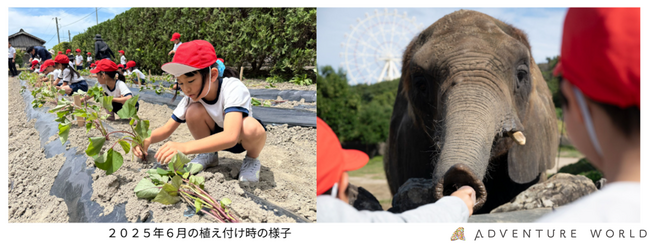 動物たちと食育体験　すさみ町立周参見小学校の児童が自分たちで植えたサツマイモを収穫しアドベンチャーワールドの動物たちへプレゼント