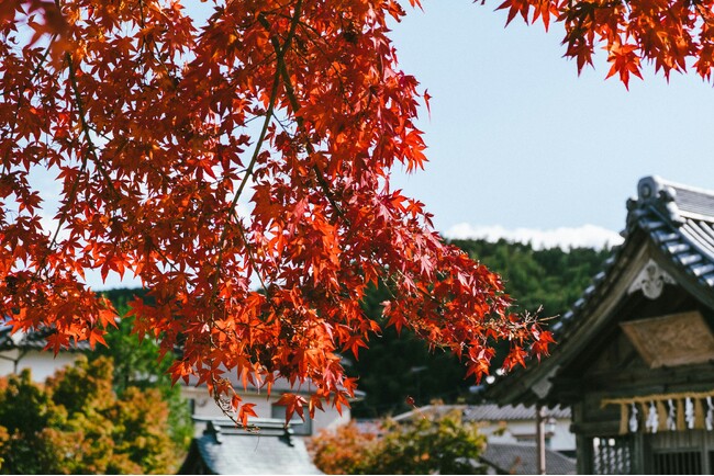 アゴダ 10～11月「紅葉旅行」に関する検索動向を発表