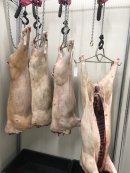 毎日捕獲される鹿 毎日捕獲される鹿