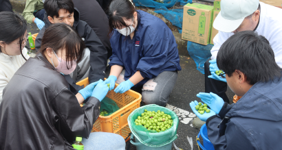 【城西国際大学】オリーブ産地化応援プロジェクト 地域と共に合同収穫