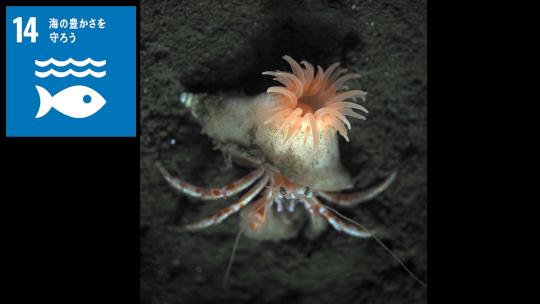 [新種発見] ヤドカリの「宿」を作る “淡い桃⾊”のイソギンチャク