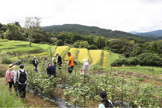 11/8(土)久留女木の棚田×遠州織物プロジェクト HUISの綿花収穫イベントを開催！