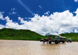 由布島水牛車 由布島水牛車