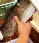 採卵の様子 採卵の様子