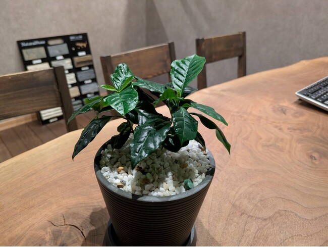 【新サービス】全国30店舗超の外構FCが仕掛ける観葉植物レンタル『ノエルグリーン』、法人向けに提供開始。法人向け割引プランも創設