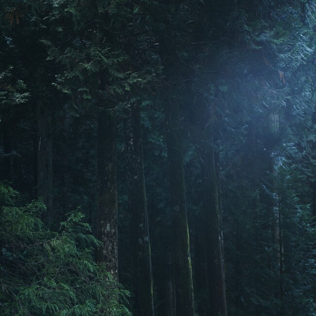 「使う」だけではなく、「植えて、育てる」アテ・能登ヒバ資源の循環利用の実現に向けた取り組みをスタート