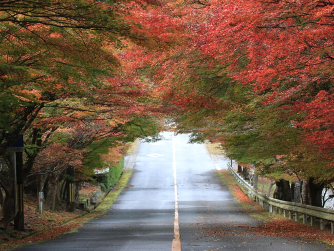 【JAF京都】嵐山-高雄パークウエイ60周年×JAFコラボイベント開催！