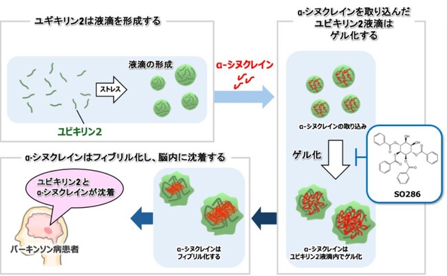 α-シヌクレイン凝集機構の発見と化合物によるその制御