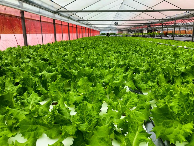 高知で「未来型農業」始動！アドインテ、水耕栽培野菜の販売スタート