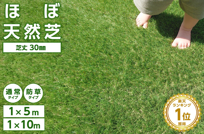 【本日20時開始！楽天お買い物マラソン】高評価★4.5以上の見た目ほぼ天然芝「リアル人工芝ロール」で庭が変わる！涼しい今が雑草対策＆施工のベストシーズン！