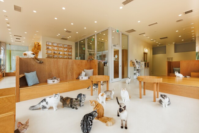 【Cat Cafe MOFF CUTE CUBE 原宿店】サービス内容変更と料金改定のご案内