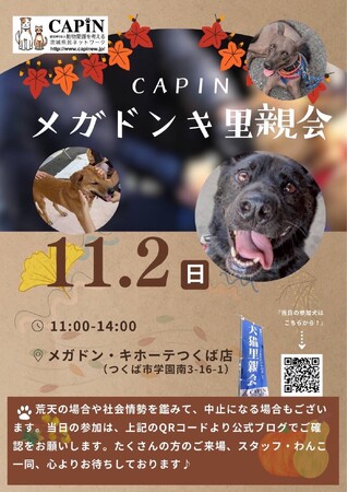 11月2日 CAPINメガドンキ里親会 開催のお知らせ