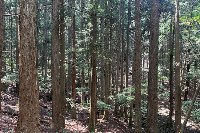 未来へつなぐ新拠点「パルシステムの森(仮称)」を提起 南都留森林組合と「森林産直」10周年