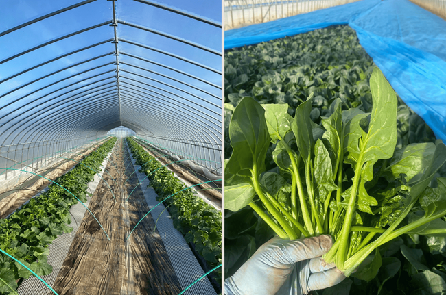 【イベント告知】茨城県鉾田市×チイオシ コラボプロジェクト第三弾冬野菜・ほうれん草を収穫！内山農園で農業体験を開催