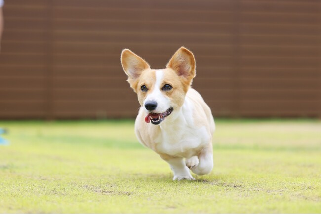 【新登場】プライベートサウナ付き絶景グランピング「満天の宿IORI」から新たなお部屋が新登場。愛犬と澄み渡る空を感じる絶景グランピング体験〈岐阜県奥美濃〉