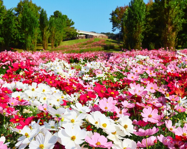 【関西唯一】国営公園の中に泊まれる！アクアイグニス淡路島Trailer Parkで、“花の楽園ステイ”が実現