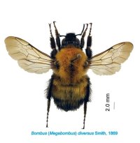 【玉川大学学術研究所長 小野正人教授 共同研究成果】高校生が授業中に世界的貴重なマルハナバチ化石を発見　―化石は30万年前の全長24mmの大型女王バチ―