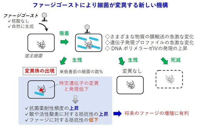 【摂南大学】ウイルスがゴースト使い“生存戦略”　細菌を変異させる新しい仕組みを発見