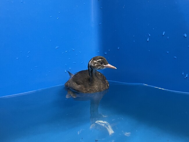 琵琶湖博物館でカイツブリの人工育雛(いくすう)に初めて成功生後２か月の幼鳥３羽を展示しています