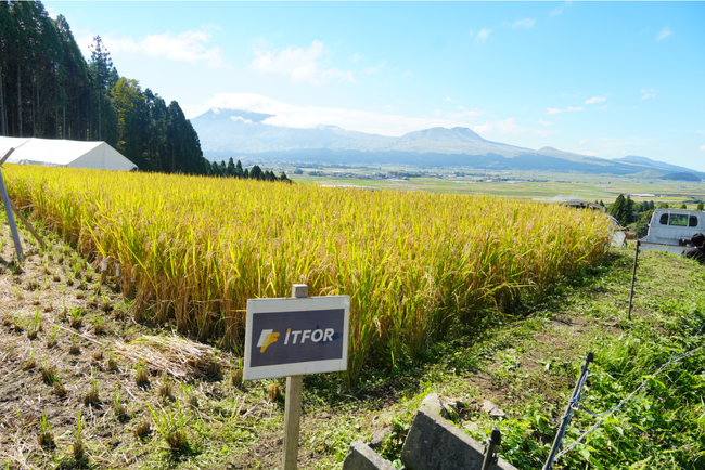 アイティフォー、「阿蘇水掛の棚田」で社員による稲刈りを実施