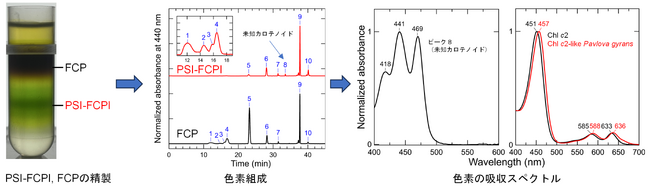 初期分岐ハプト藻パブロバにおける光化学系I-集光性色素タンパク質複合体の生化学的・分光学的特徴を解明