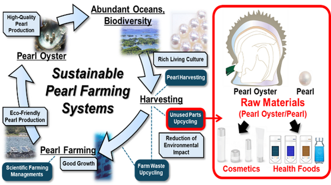 ゼロエミッション型真珠養殖から生まれた多機能原料「真珠パウダー」を開発