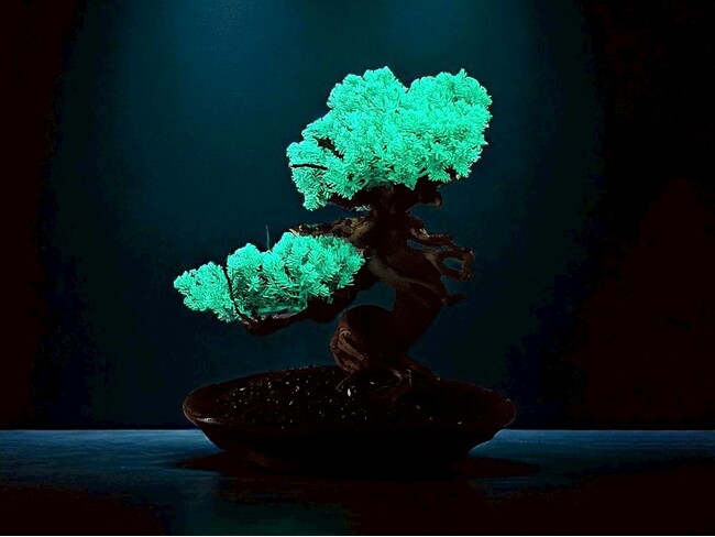 世界初の「光盆栽」と「アロマ盆栽」誕生。究極のサステナブル盆栽。TAIZAN BONSAI ー WITHERS