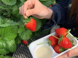 人気の「いちご狩り×グランピングBBQプラン」 人気の「いちご狩り×グランピングBBQプラン」