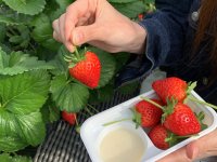 甘くてジューシーな