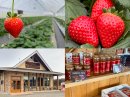 日光エリア最大級の観光いちご園「日光ストロベリーパーク」 日光エリア最大級の観光いちご園「日光ストロベリーパーク」