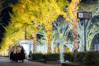 和歌山市の夜が輝きだす！130万球の光と500機のドローンが街と夜空を彩るけやきライトパレード＆WAKAYAMA LIGHTS 2025！