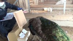 インドクジャクが持つ数を数える能力を解明 ～ダーウィンから続く謎に新たな手がかりを～（北里大学）