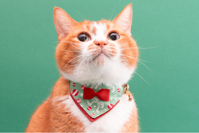 ハゲにくい猫首輪に『クリスマス限定モデル』が新登場！