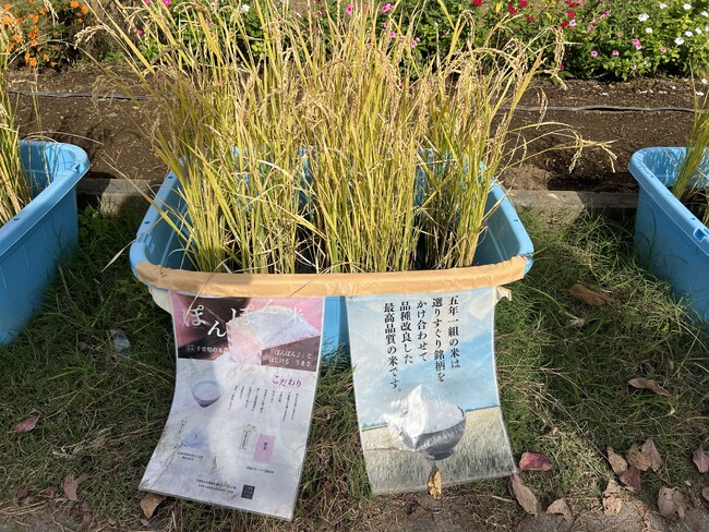 「名戸ヶ谷米を世界へ！」千葉県柏市・名戸ヶ谷小学校で「世界とつながる学びプロジェクト」講演会を実施