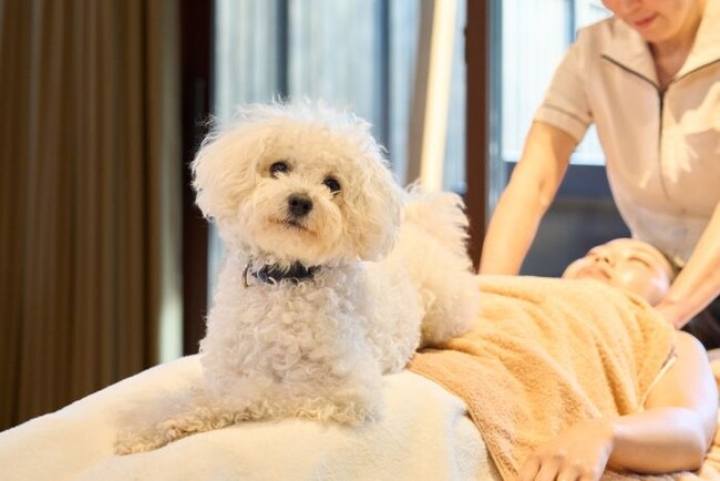 愛犬と泊まれるプライベート温泉付き宿泊エリア「Dear Wan Spa Garden」オープン1周年記念キャンペーン第2弾！インルームスパ無料体験付きの特別な宿泊プランを11月1日（土）より提供開始