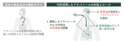ワインやチョコレートの渋みで記憶力向上、感覚刺激で作用と判明　芝浦工大、フラバノールの脳作用メカニズムを解明