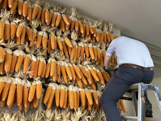 休暇村南阿蘇では、阿蘇の世界農業遺産「地トウキビ」を通して、阿蘇の暮らしと文化を未来へ。～展示・食・体験で次世代へつなぐ～